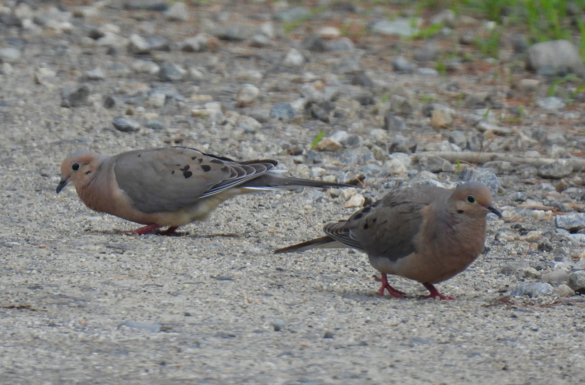 Mourning Dove - ML638336839