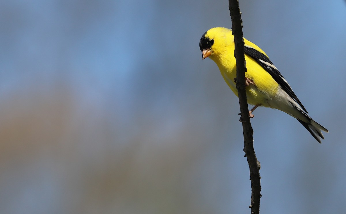 American Goldfinch - ML638336841