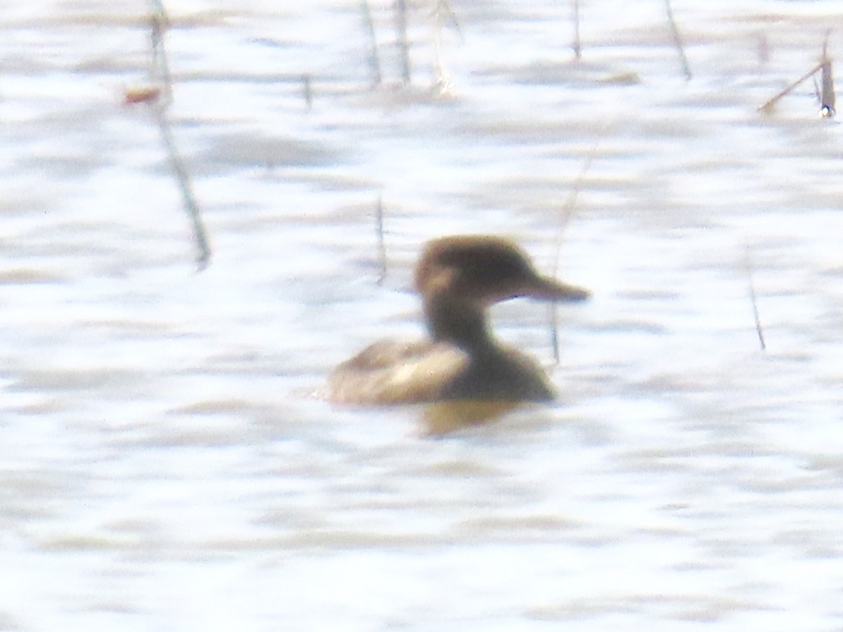 Hooded Merganser - ML638336848