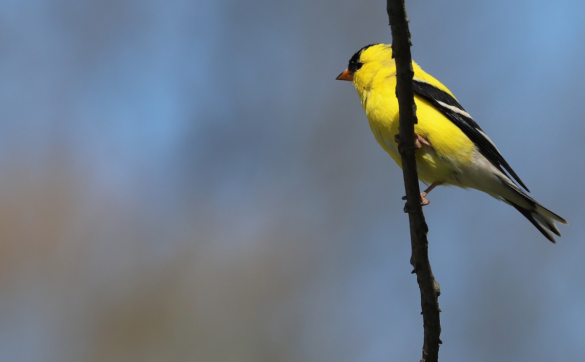 American Goldfinch - ML638336849