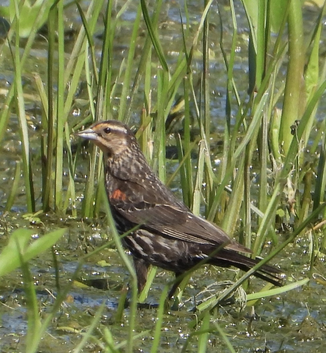 Red-winged Blackbird - ML638336852