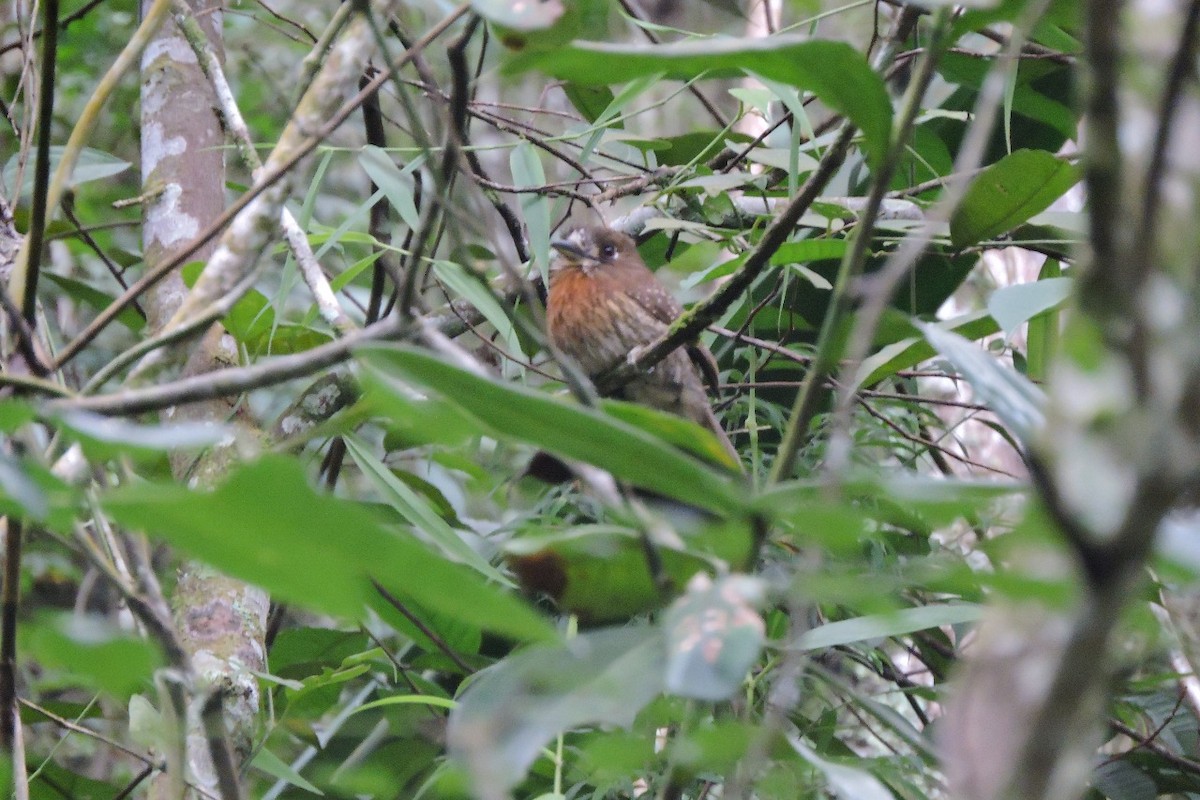 Moustached Puffbird - ML638336855