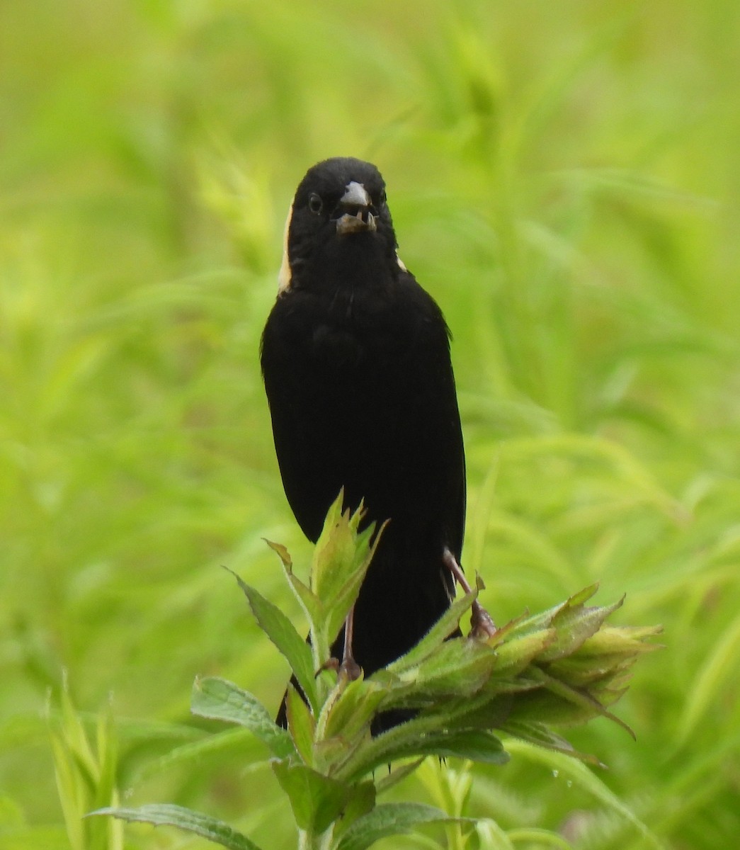Bobolink - ML638336857