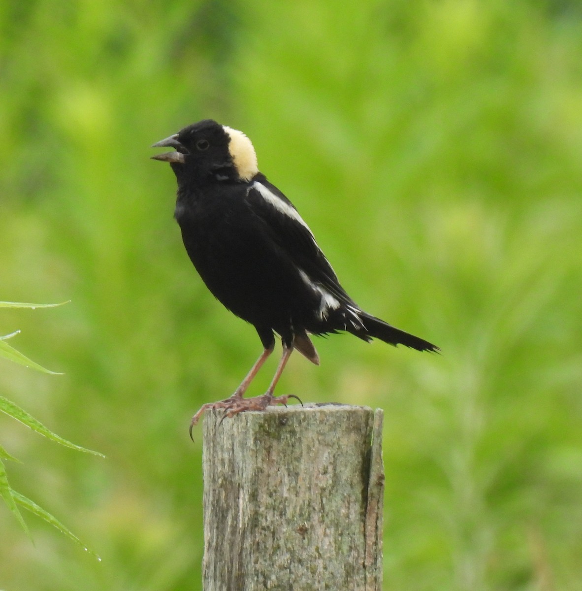Bobolink - ML638336861