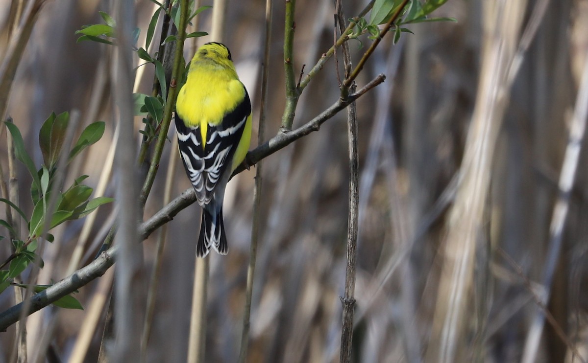 American Goldfinch - ML638336863