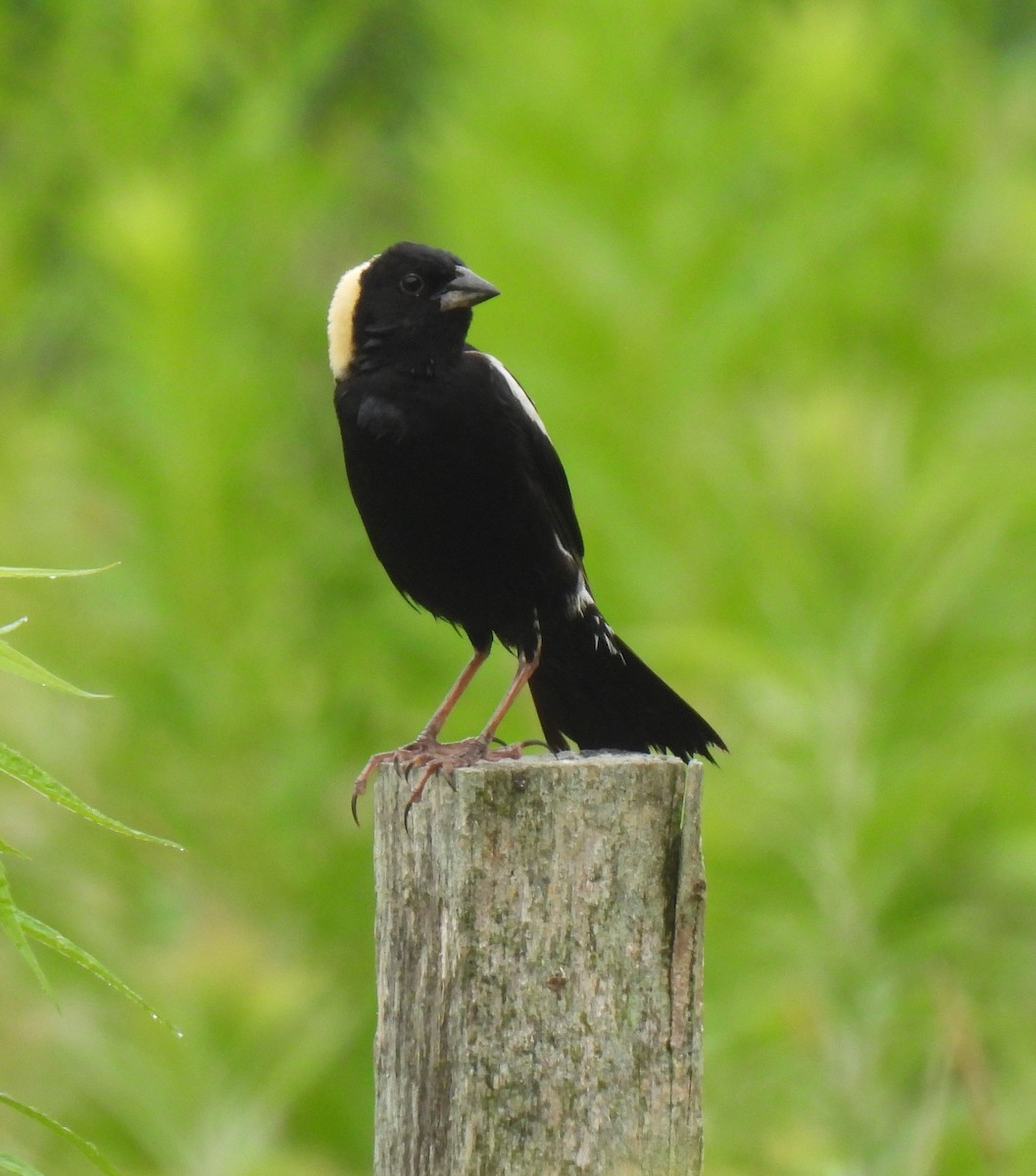 Bobolink - ML638336864