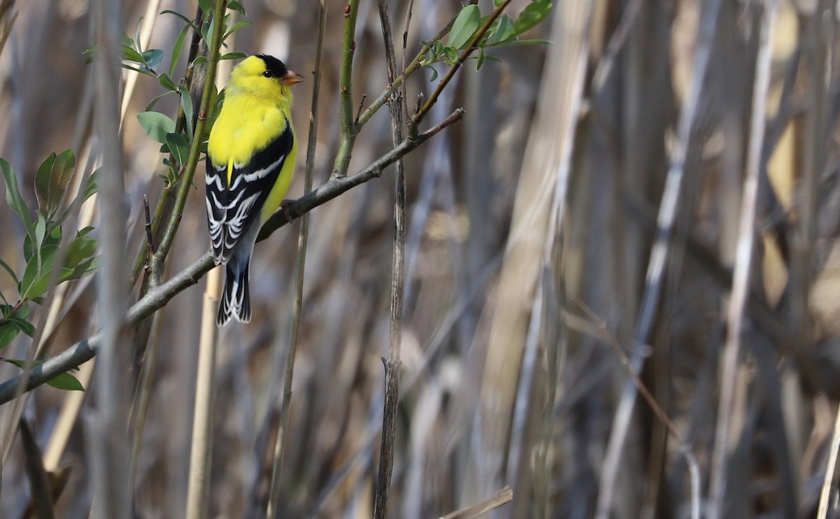 American Goldfinch - ML638336870