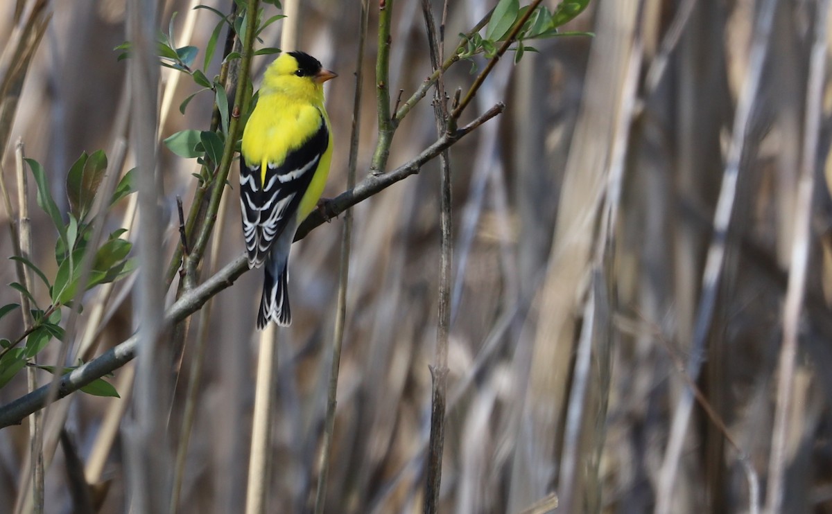 American Goldfinch - ML638336876