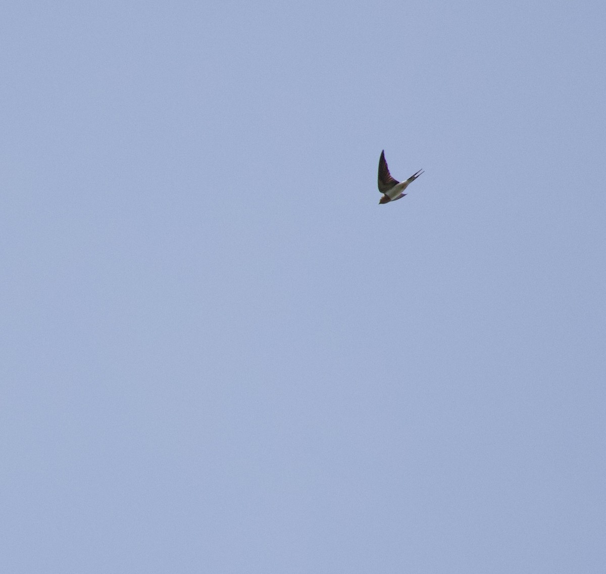 Barn Swallow - ML638336879