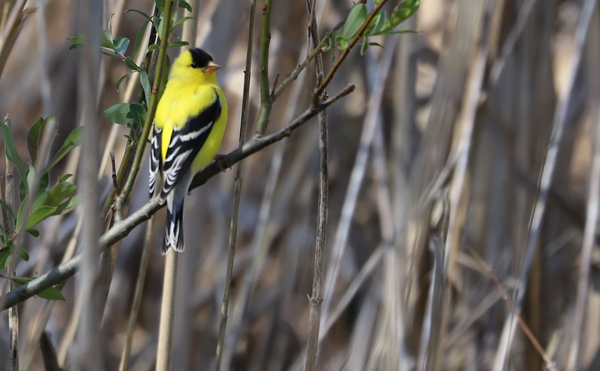 American Goldfinch - ML638336880