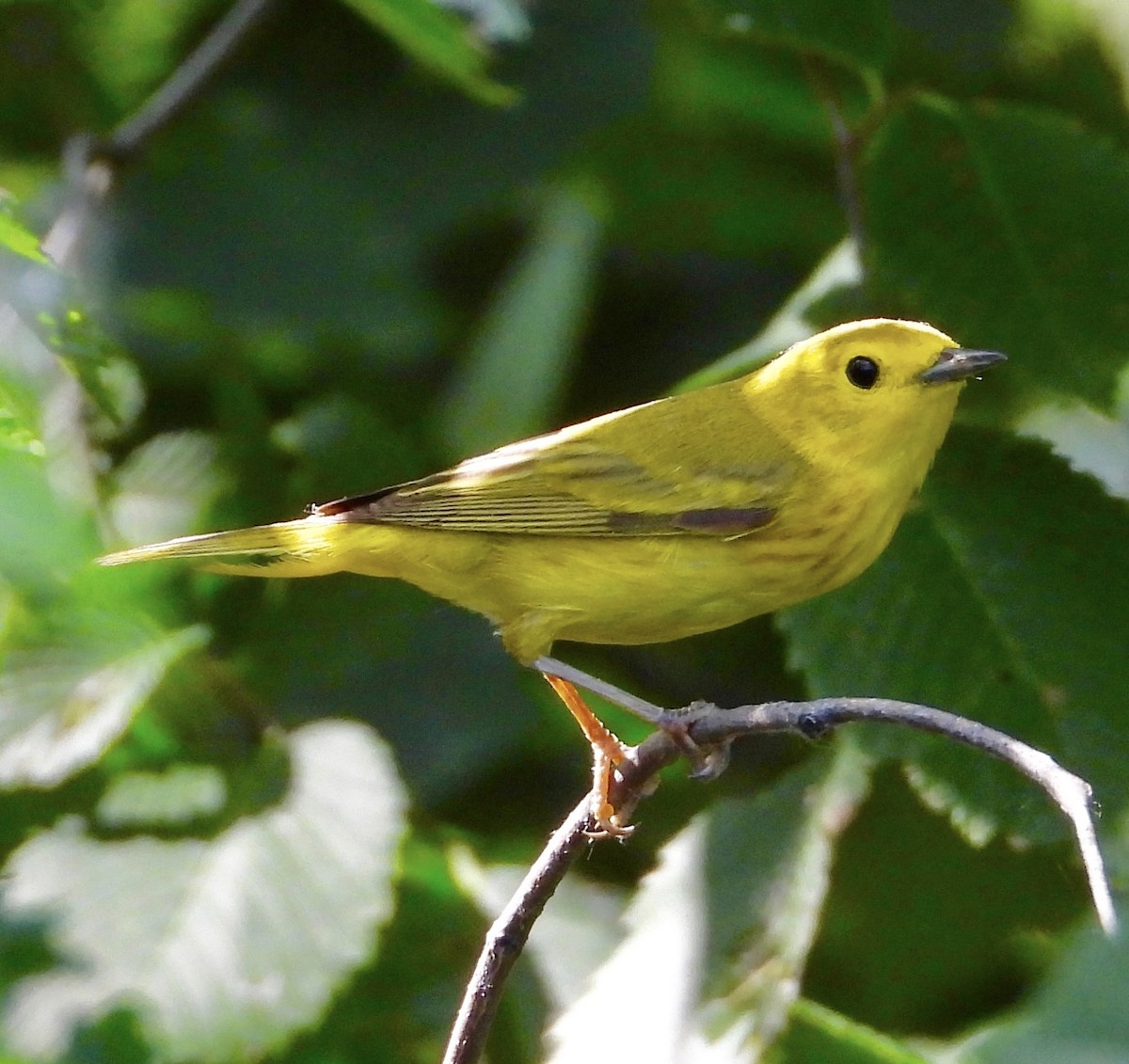 Yellow Warbler - ML638336881