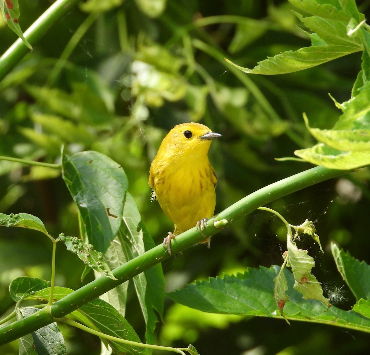 Yellow Warbler - ML638336882