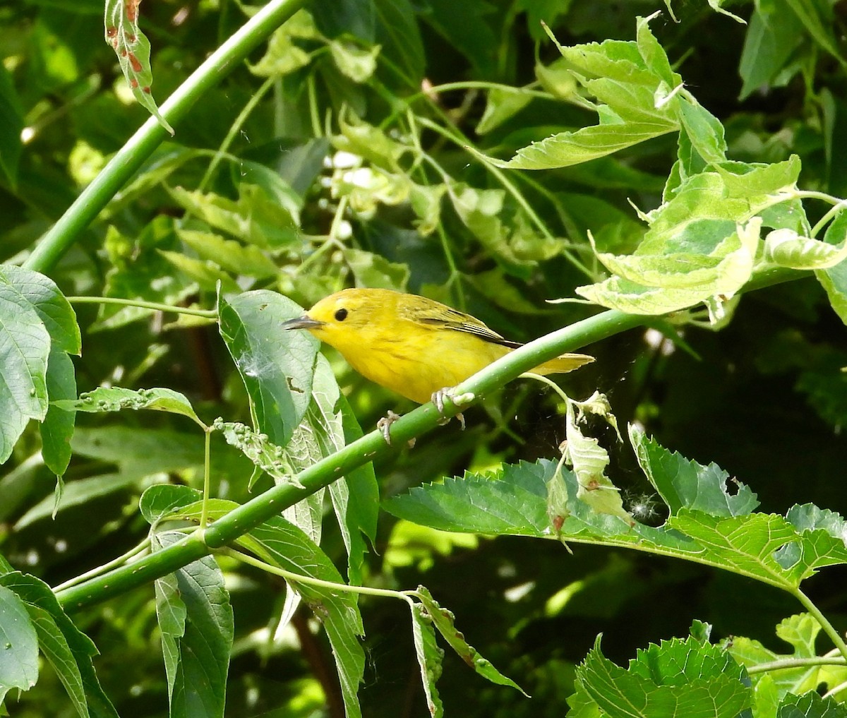 Yellow Warbler - ML638336883