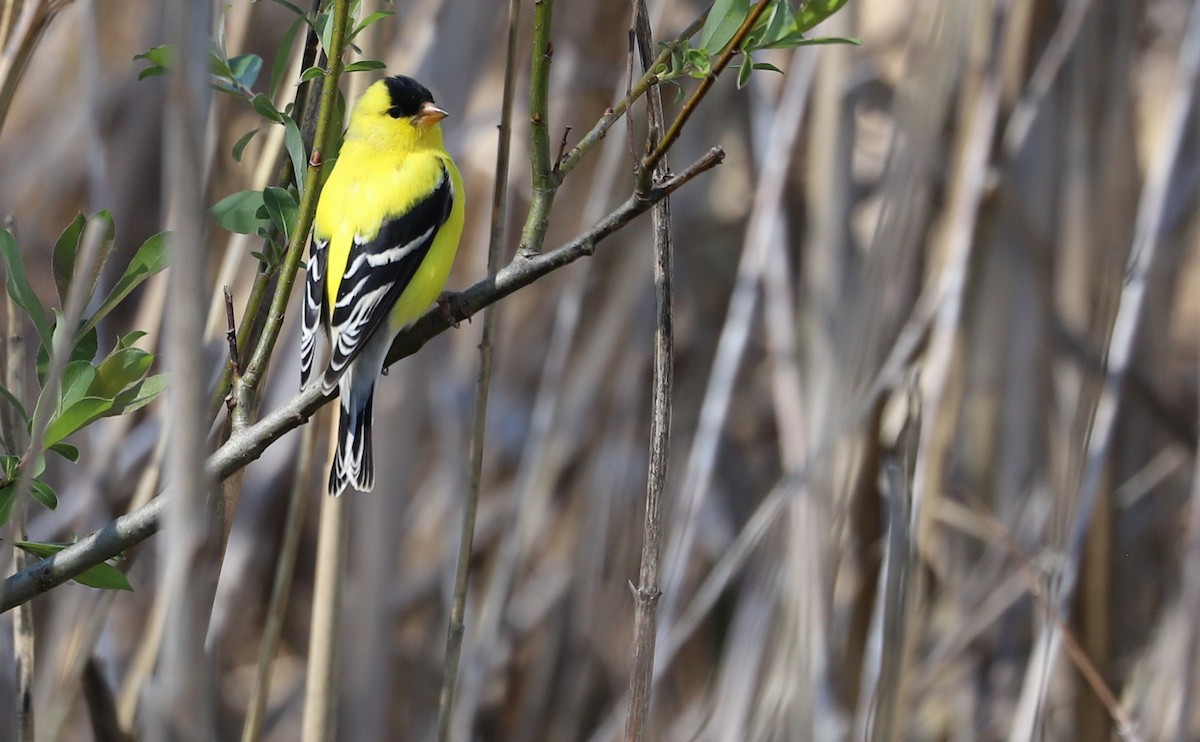 American Goldfinch - ML638336889