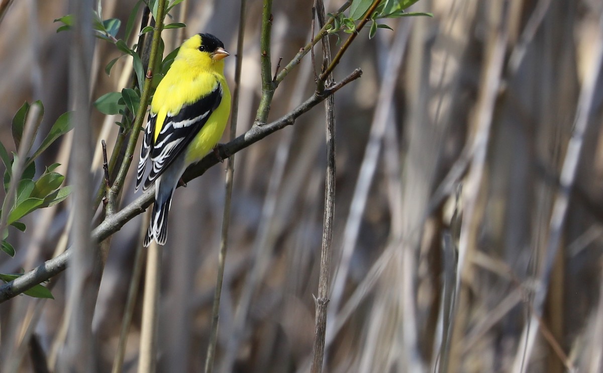 American Goldfinch - ML638336898