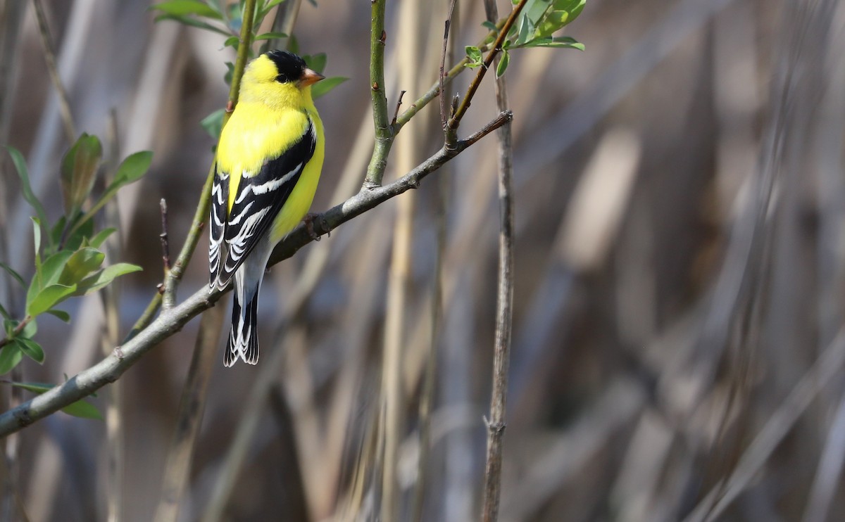 American Goldfinch - ML638336902
