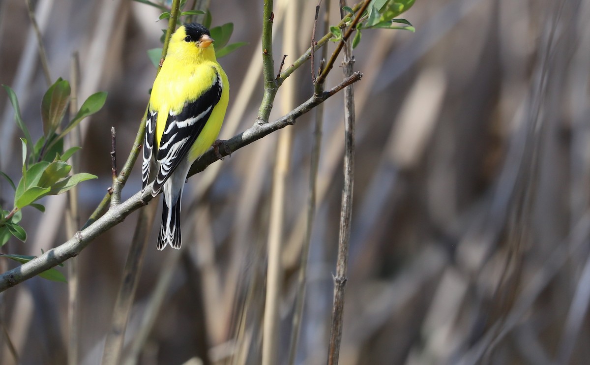 American Goldfinch - ML638336908