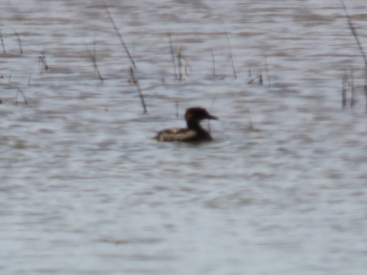 Hooded Merganser - ML638336910