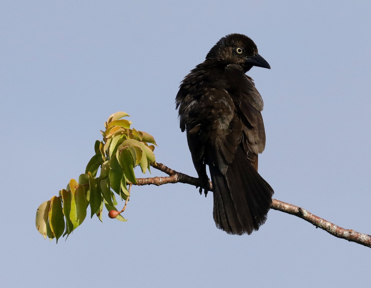 Common Grackle - ML638336911