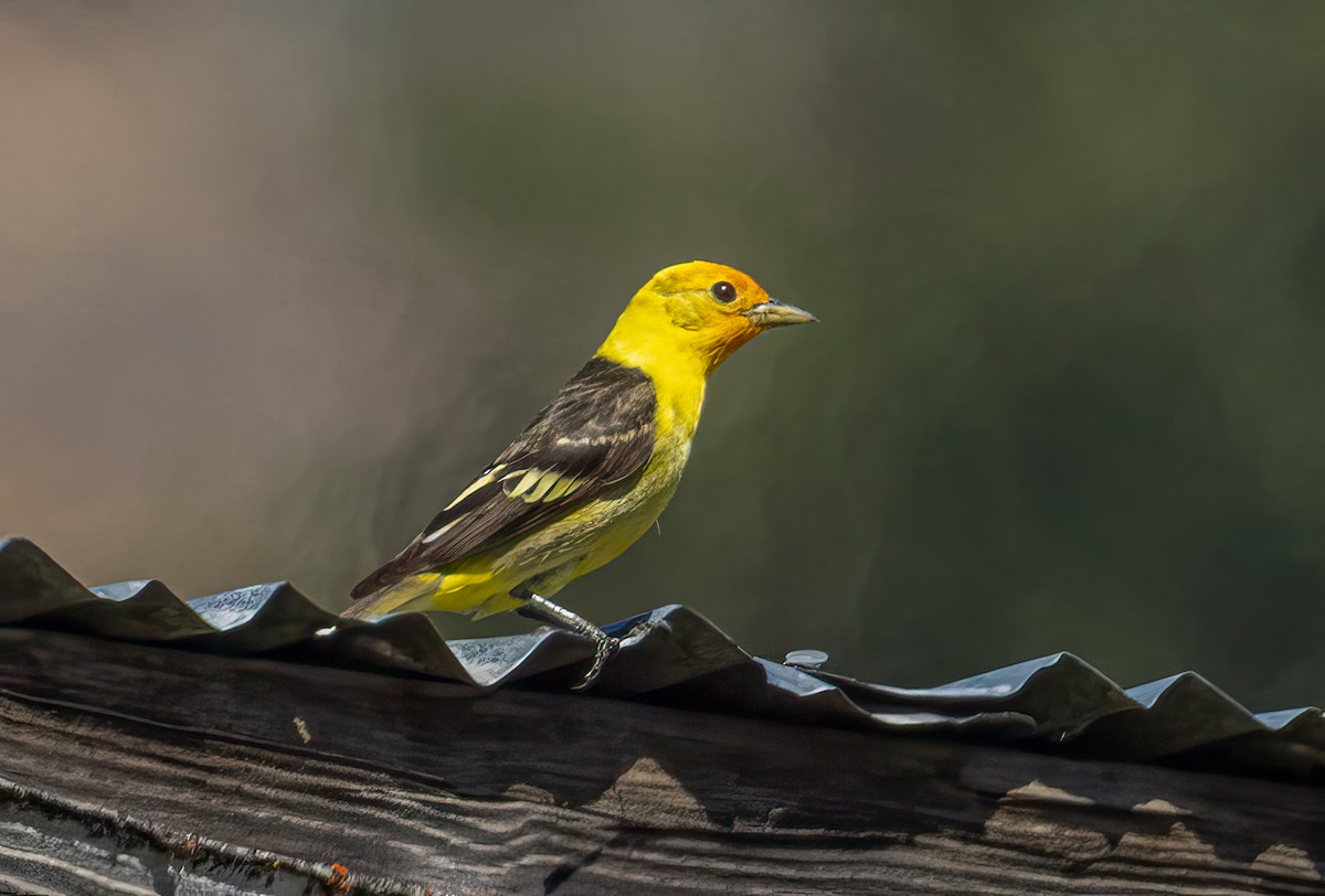 Western Tanager - ML638336912