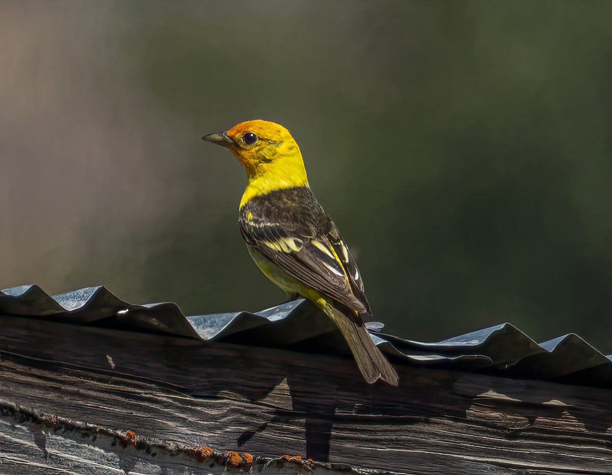 Western Tanager - ML638336913