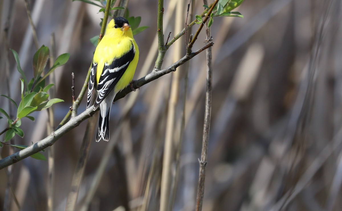 American Goldfinch - ML638336916