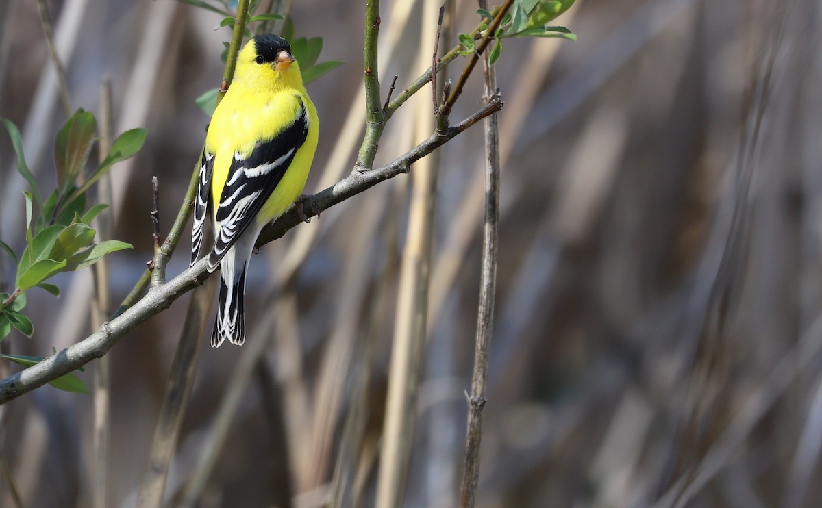 American Goldfinch - ML638336924