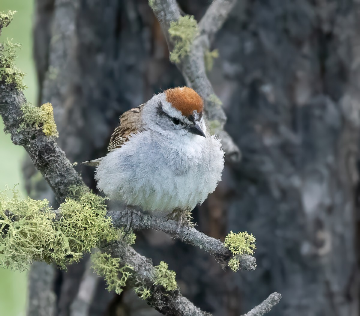 Chipping Sparrow - ML638336930