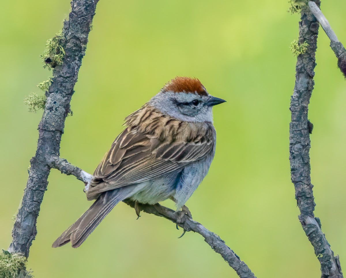 Chipping Sparrow - ML638336931