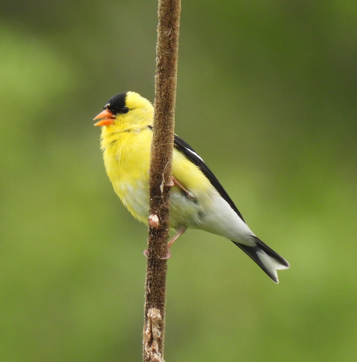 American Goldfinch - ML638336934
