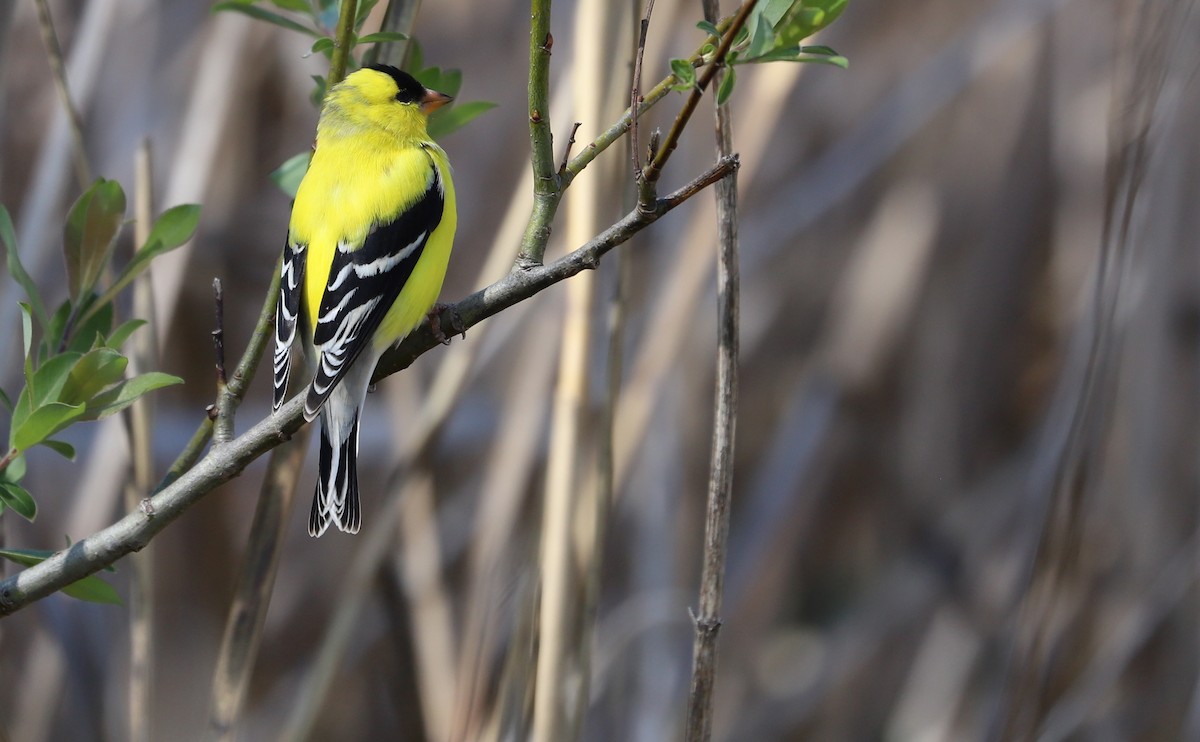 American Goldfinch - ML638336938