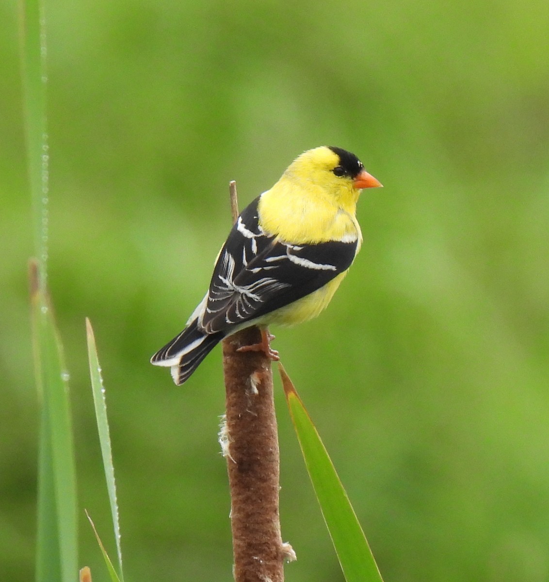 American Goldfinch - ML638336939