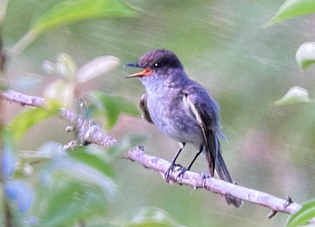 Eastern Phoebe - ML638336940