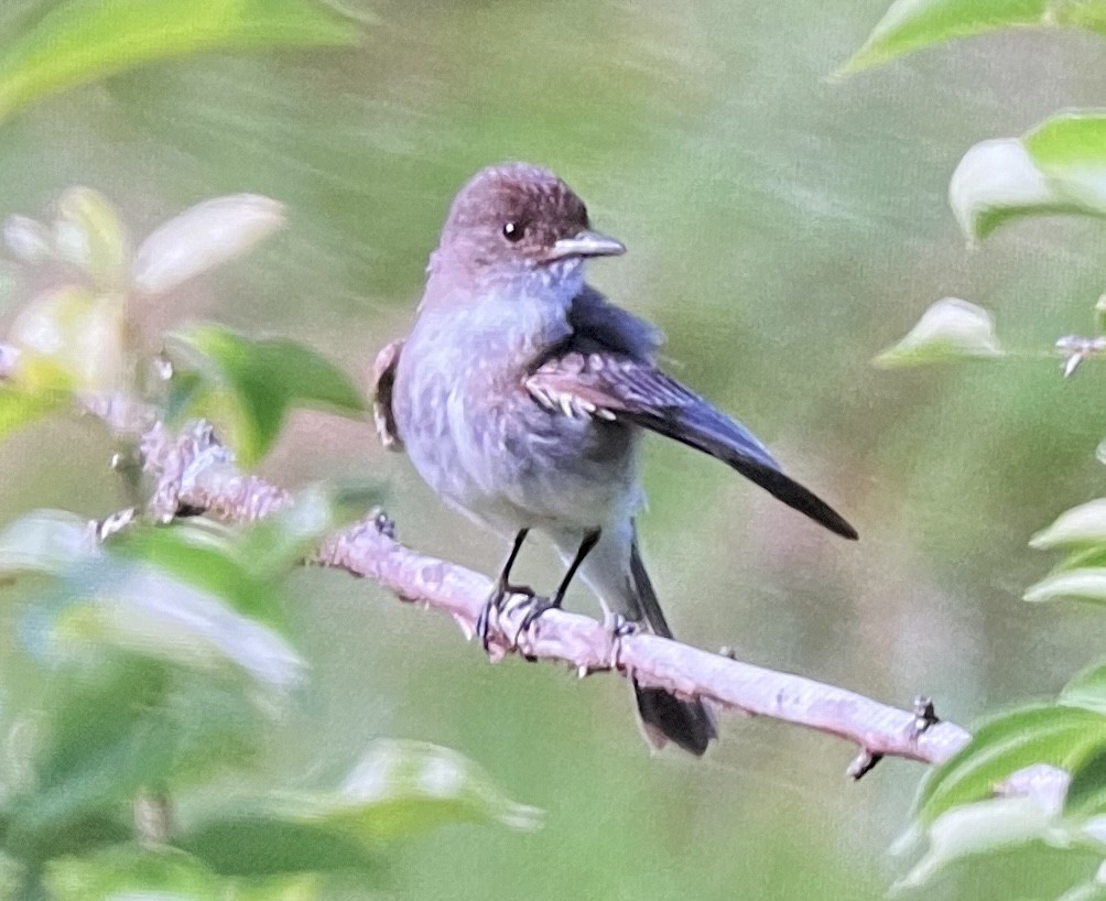 Eastern Phoebe - ML638336942