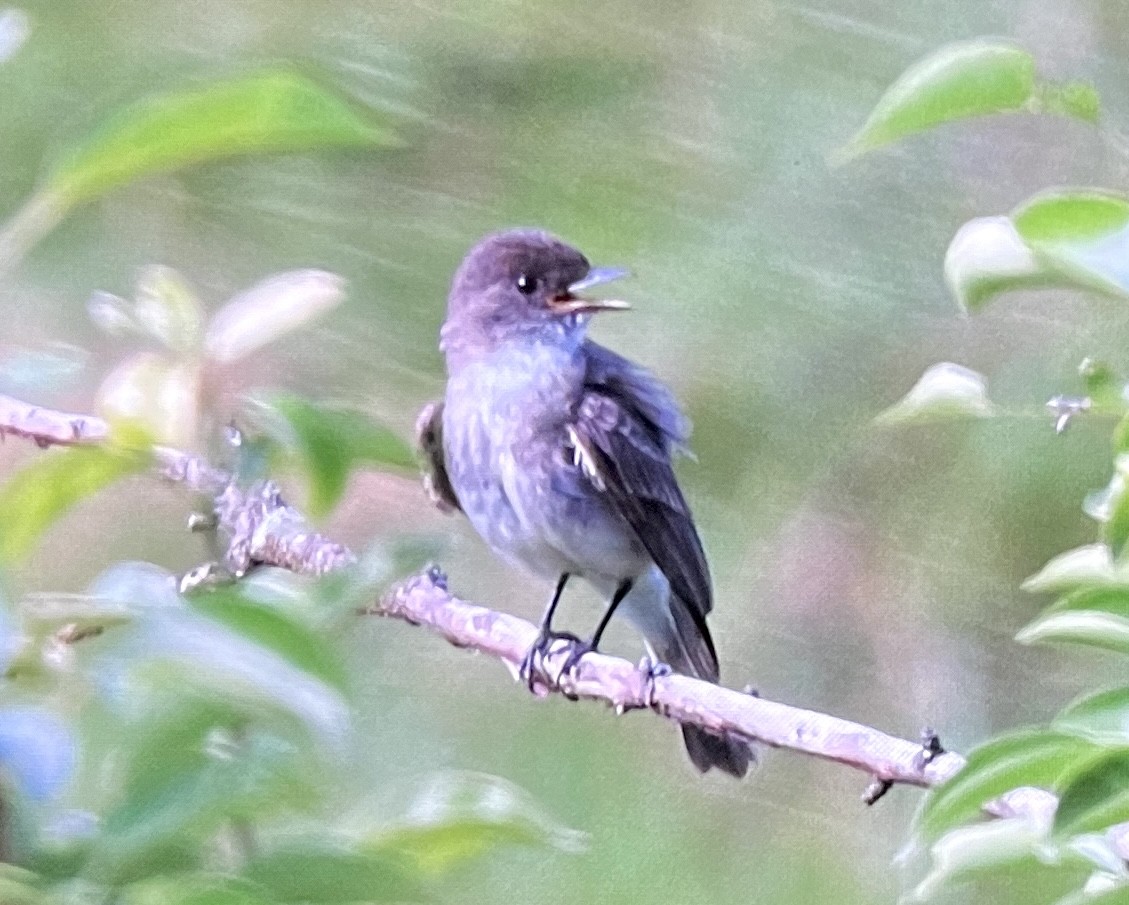Eastern Phoebe - ML638336943