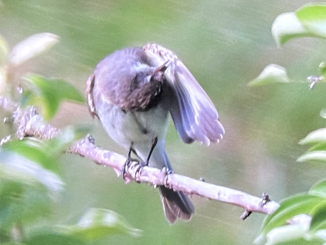 Eastern Phoebe - ML638336944