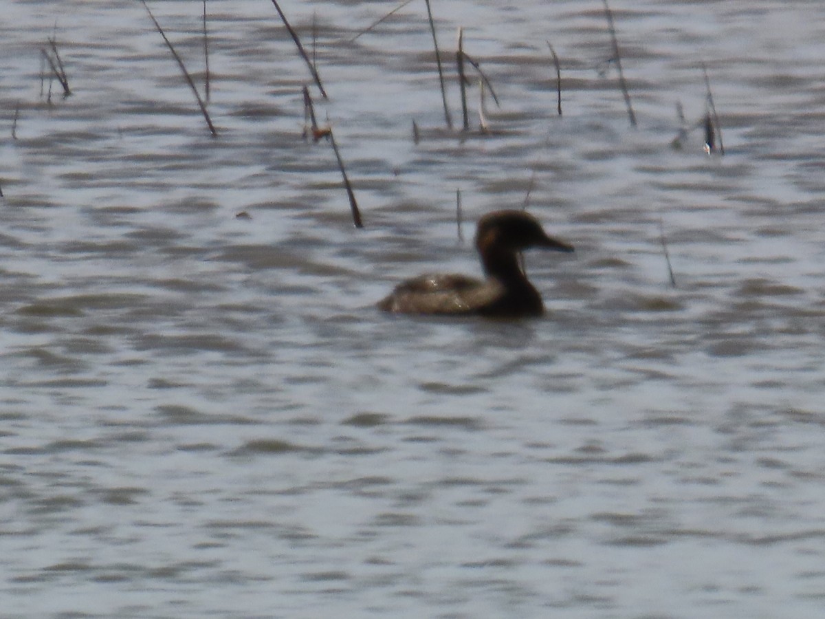 Hooded Merganser - ML638336945