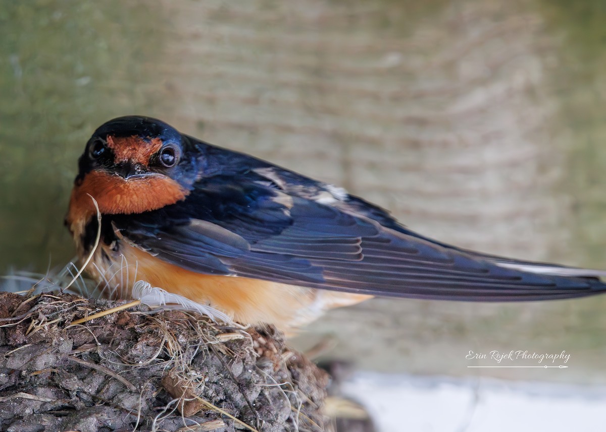 Barn Swallow - ML638336947