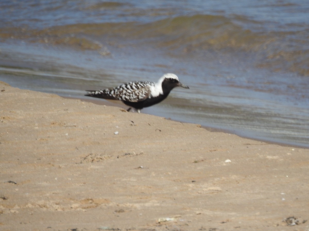 Black-bellied Plover - ML638336952