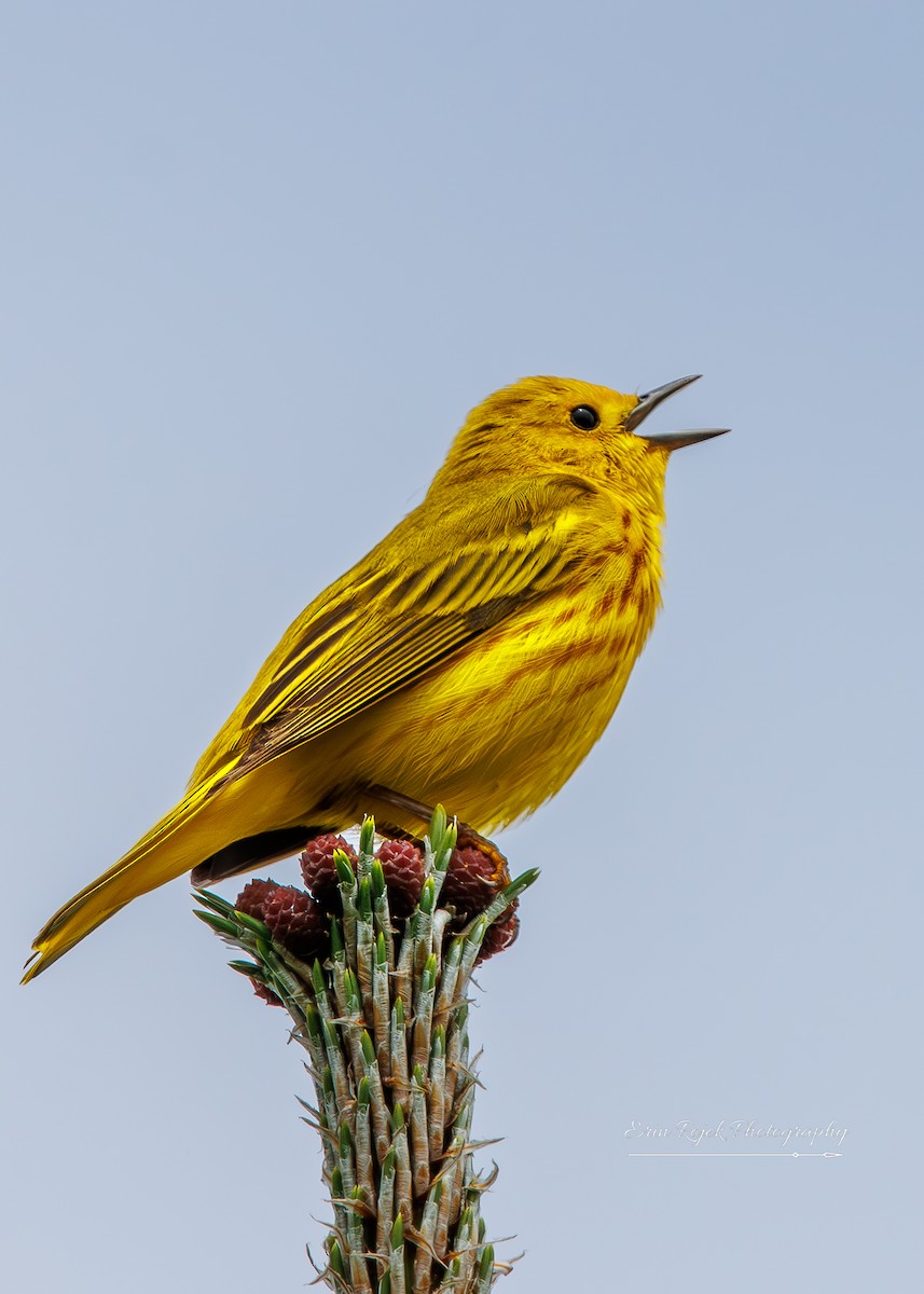 Yellow Warbler - ML638336957