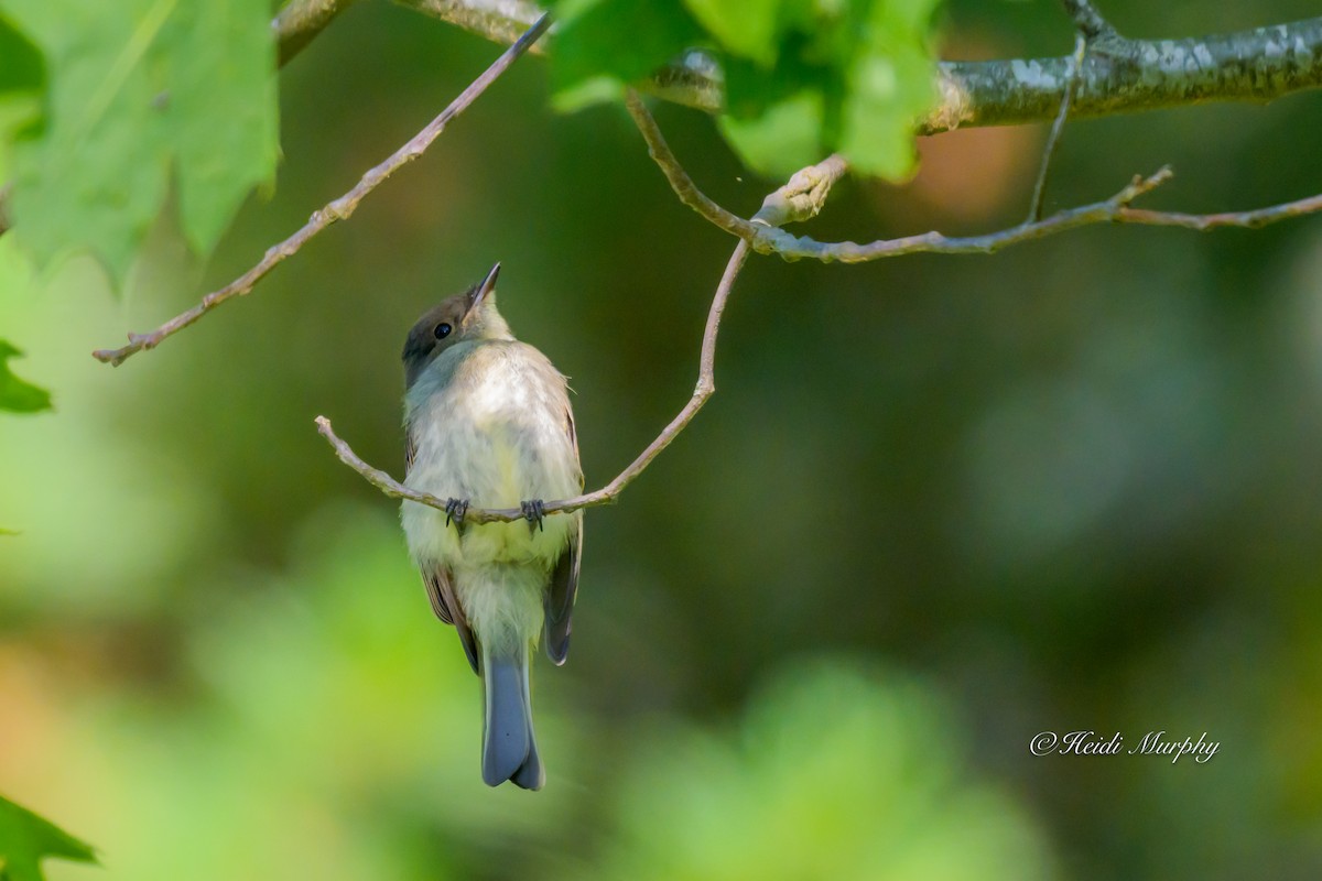 Eastern Phoebe - ML638336961