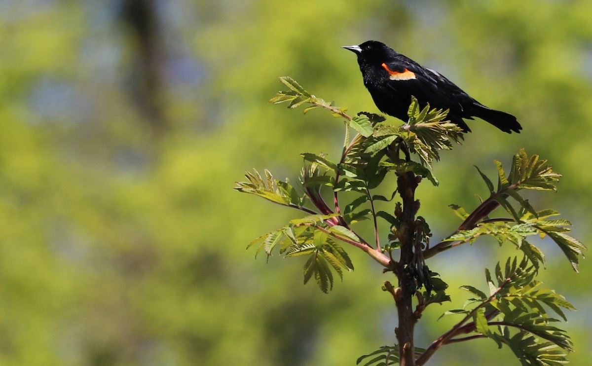 Red-winged Blackbird (Red-winged) - ML638336981