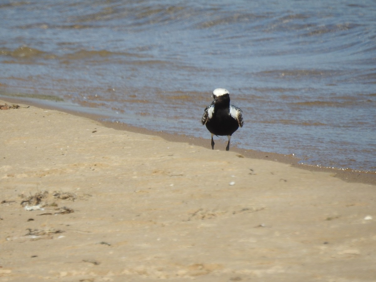 Black-bellied Plover - ML638336982