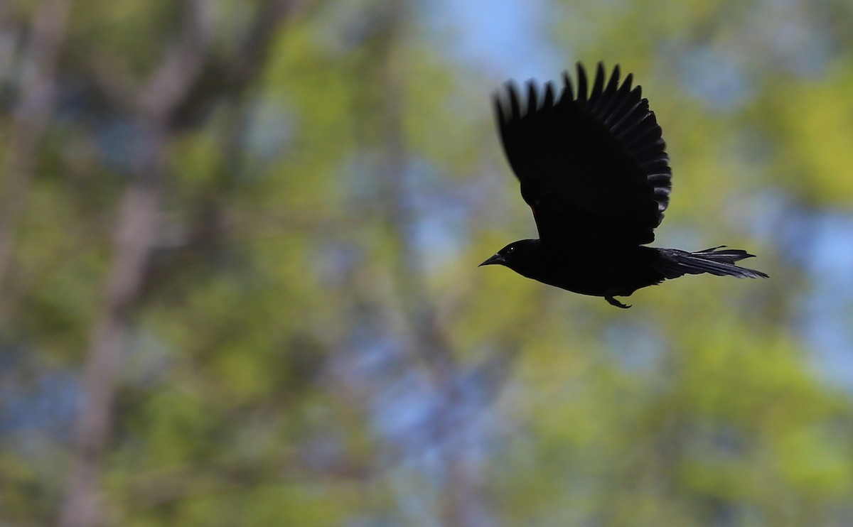Red-winged Blackbird (Red-winged) - ML638336988