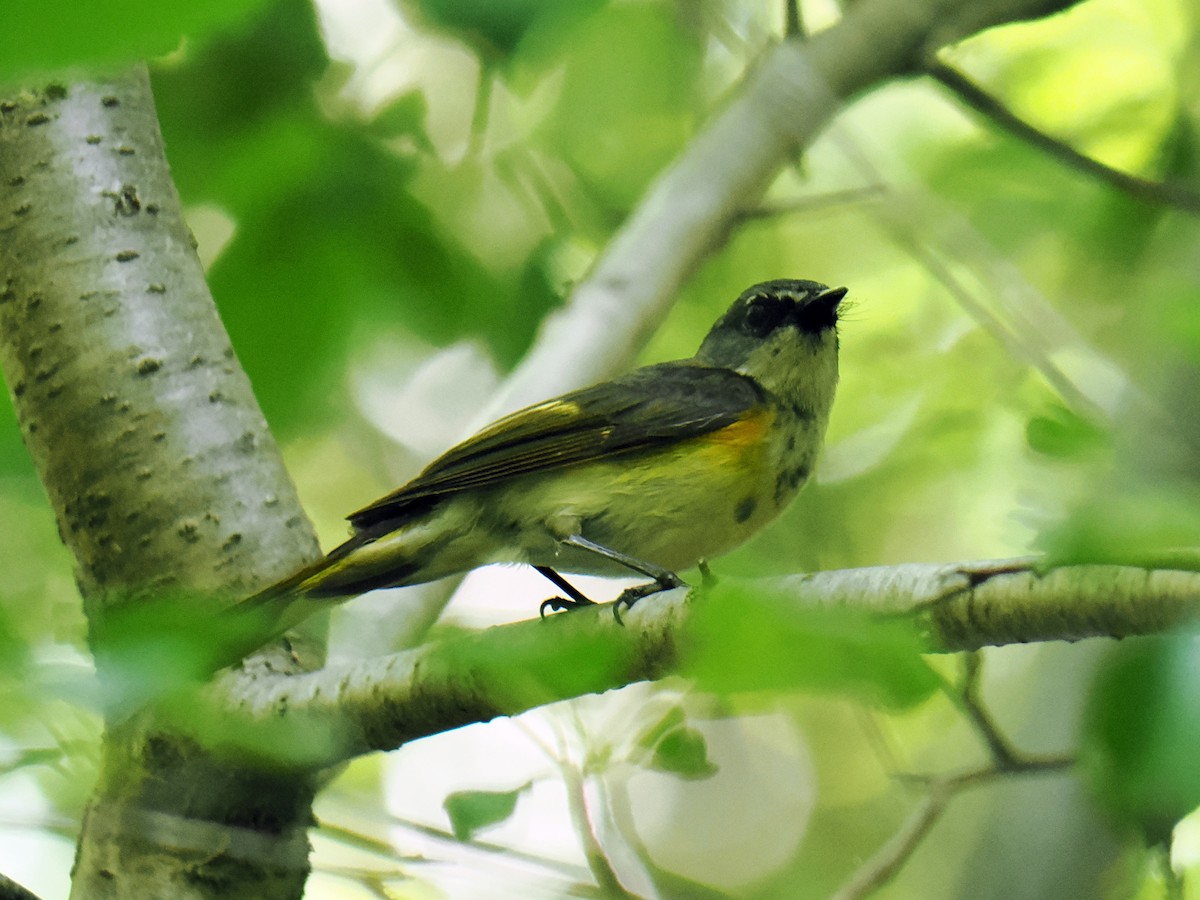 rødstjertparula - ML638336998