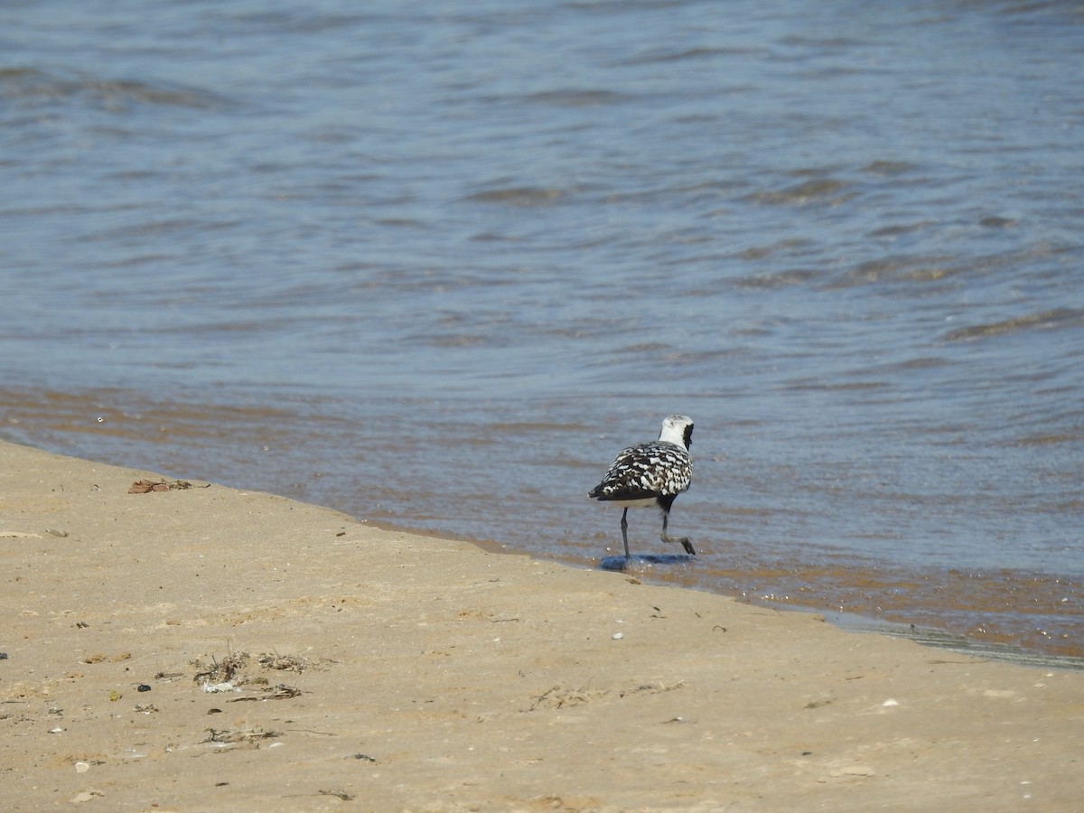 Black-bellied Plover - ML638336999