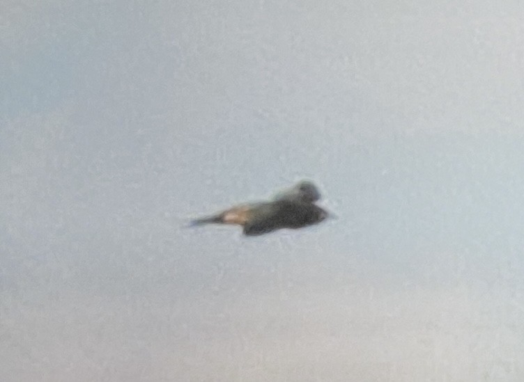 Barn Swallow - ML638337009