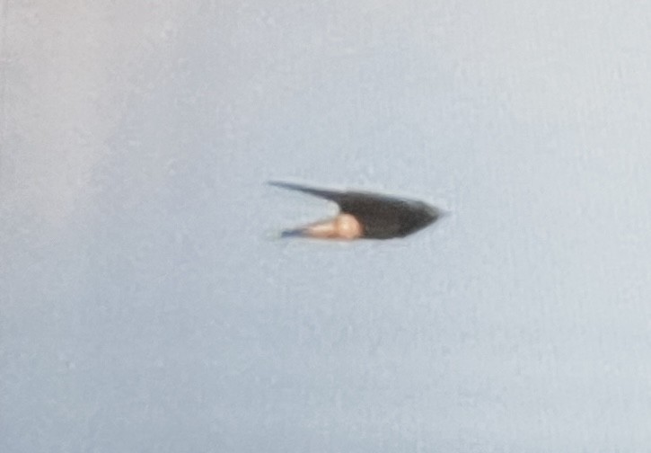 Barn Swallow - ML638337010