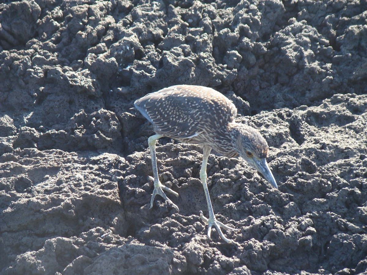 Yellow-crowned Night Heron (Galapagos) - ML638337036
