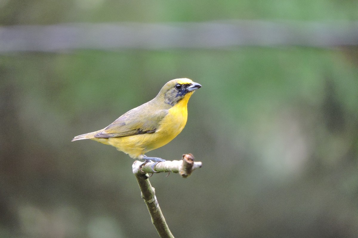 Thick-billed Euphonia - ML638337040